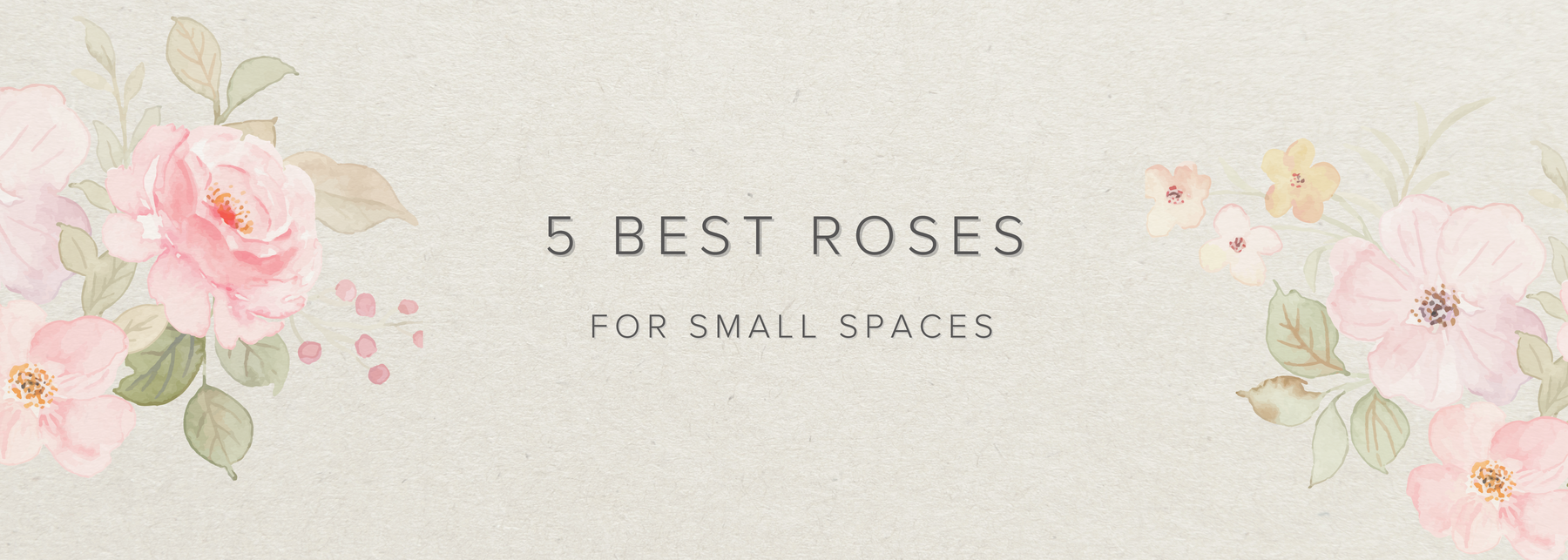 5 Best Roses for Small Spaces