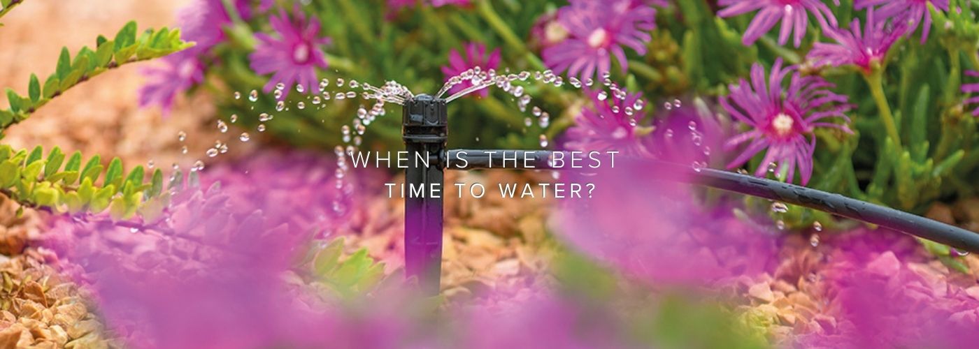 The Best Time to Water Your Plants (and Why It Matters)