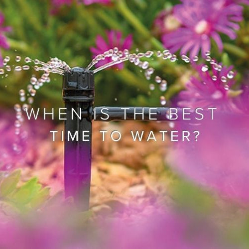 The Best Time to Water Your Plants (and Why It Matters)