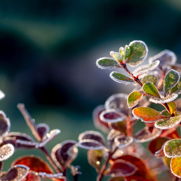 Watering Your Garden In Winter
