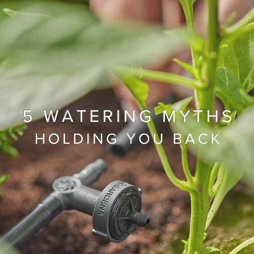 5 Watering Myths That Could Be Holding Your Garden Back