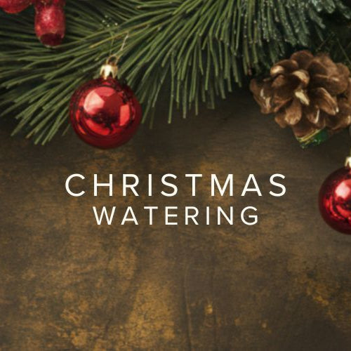 How to Water Christmas Plants