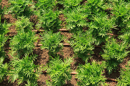 PC Drip Line 25 Metre - Long Run — Easy Garden Irrigation