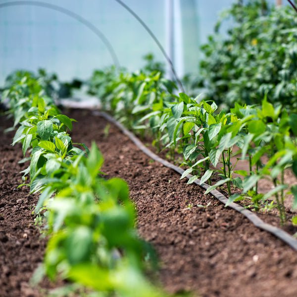 drip line irrigation inside a polytunnel