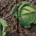 Micro Emitter Stakes and Risers Default Claber Micro Spray/Sprinkler Support Stake (2 Pack) - 91265