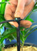 Drip Irrigation Systems - Drip Irrigation System - 100 Dripper