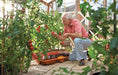 Hozelock Watering System - Hozelock Growbag Watering Kit - 2810